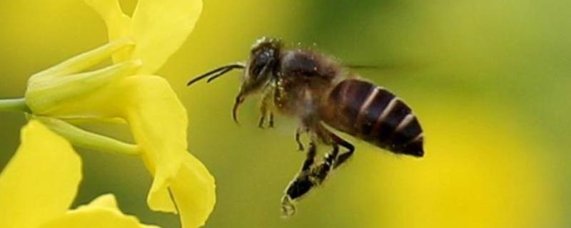 蜜蜂的特点有哪些，详细介绍 蜜蜂的特点都有哪些