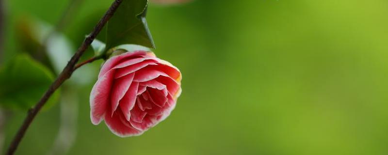 茶花掉叶子是怎么回事 茶花掉叶子是怎么回事儿?