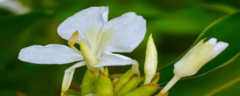 姜花有毒吗，可以养在家里吗（姜花有毒吗,可以养在家里吗谢谢）