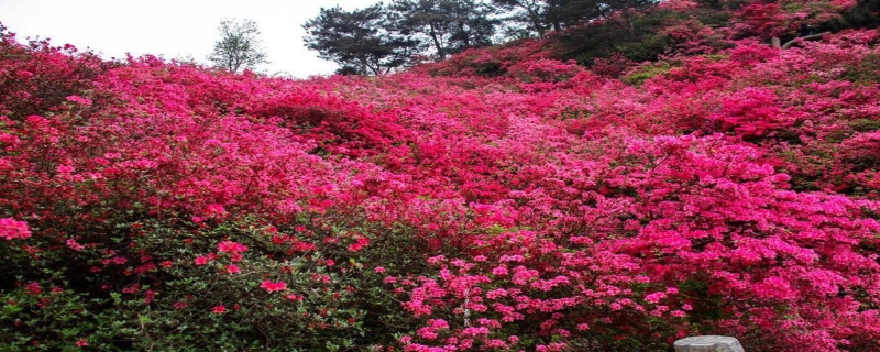 杜鹃花的产地分布，和杜鹃花的主要品种有哪些