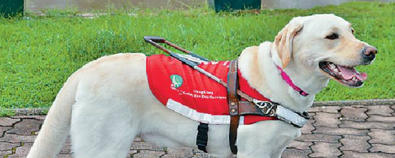 导盲犬是什么狗 导盲犬是什么狗金毛