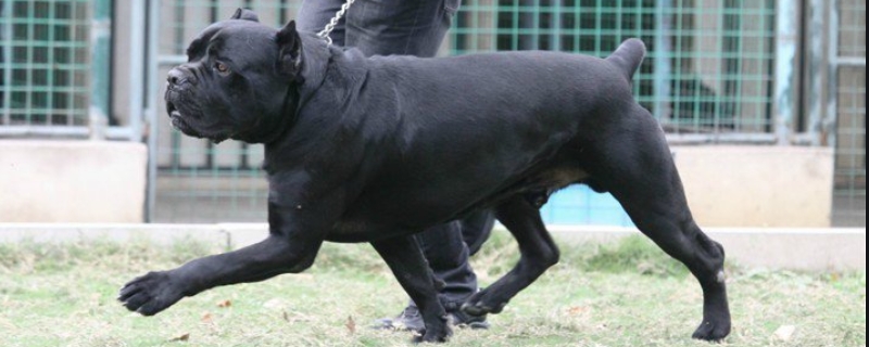 卡斯罗犬怎样训练（卡斯罗犬怎么训练）