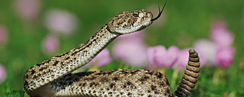 响尾蛇的毒性有多大 响尾蛇蛇毒厉害吗
