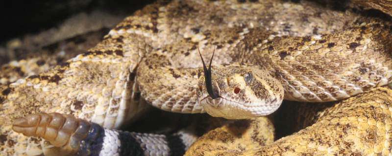 响尾蛇的热眼在哪 响尾蛇的热眼是怎么回事