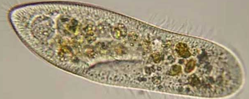 草履虫是真核生物吗 衣藻和草履虫是真核生物吗