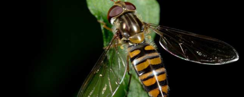 赤眼蜂如何防治玉米螟（利用玉米螟赤眼蜂防治玉米螟）