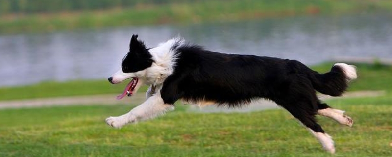 边境牧羊犬吃什么狗粮 边境牧羊犬吃什么狗粮好