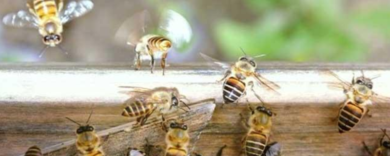 新手怎么养好中蜂，详细如下 新手养中蜂基础知识