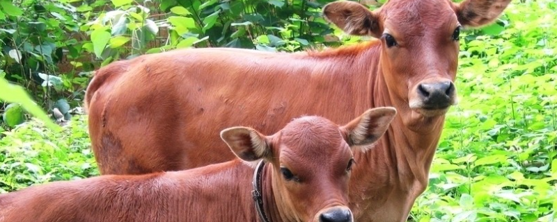 牛能活多少年 黄牛能活40年吗 老黄牛能活多少年