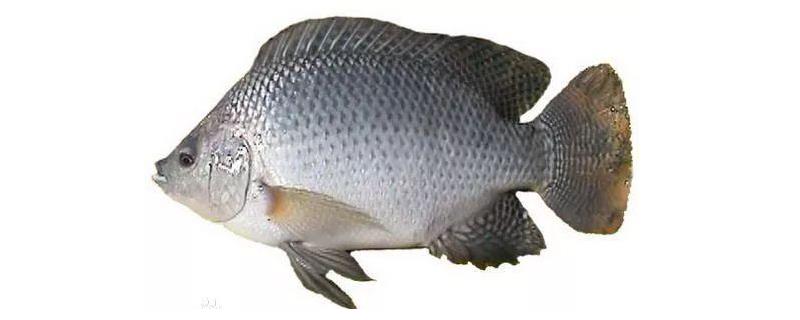 罗非鱼繁殖技术，罗非鱼的繁殖特性（罗非鱼的人工繁殖技术）