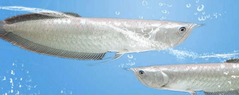 银龙鱼能长多大 七彩银龙鱼能长多大