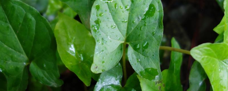 半夏的繁殖方法，具体怎样操作（怎样种植半夏 方法）