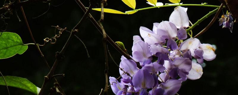 紫藤花什么时候开花（紫藤花什么时候开花和长叶子）