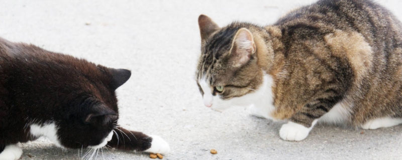 猫癣的预防和治疗方法，猫藓的临床症状