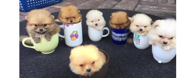 茶杯犬怎么训练才好（茶杯犬怎么训练才好养）