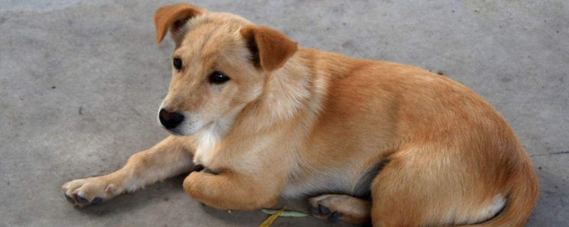 中华田园犬好不好饲养（中华田园犬适不适合家养）