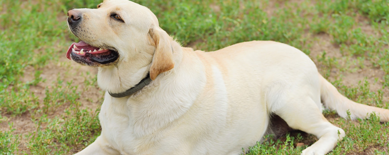 拉布拉多犬怎么看纯不纯（拉布拉多犬怎么看纯不纯图片大全）