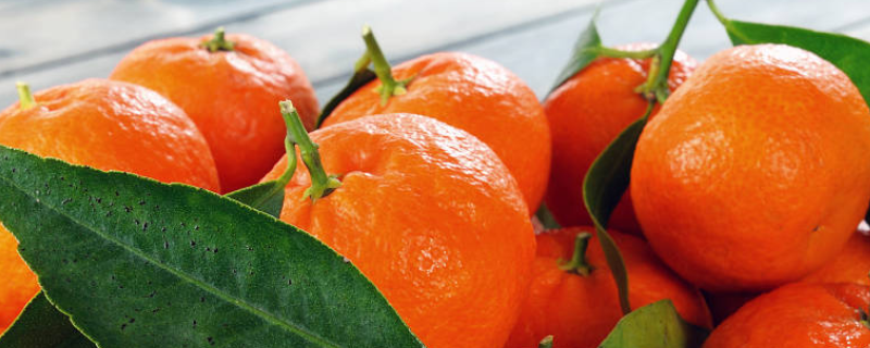 柑橘的病虫害防治技术，附危害症状 柑橘常见的病虫害防治