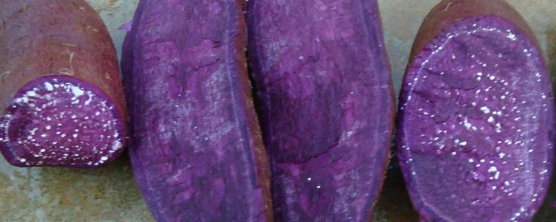 紫薯是转基因食品吗 紫薯是转基因食品吗?答案想不到