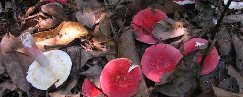 大红菇和毒红菇的区别，附大红菇产地