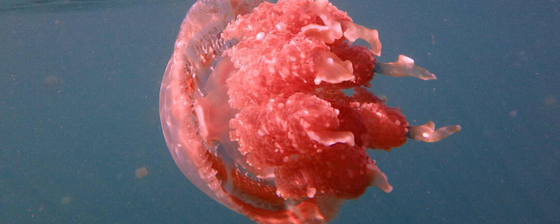 巨型深红水母有毒吗 巨型深红水母有毒吗图片