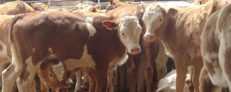 养牛场牛粪如何处理 养殖场牛粪的处理方法