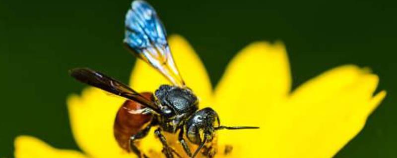 蜜蜂副伤寒病的治疗，附诊断方法（蜜蜂伤寒病防治）