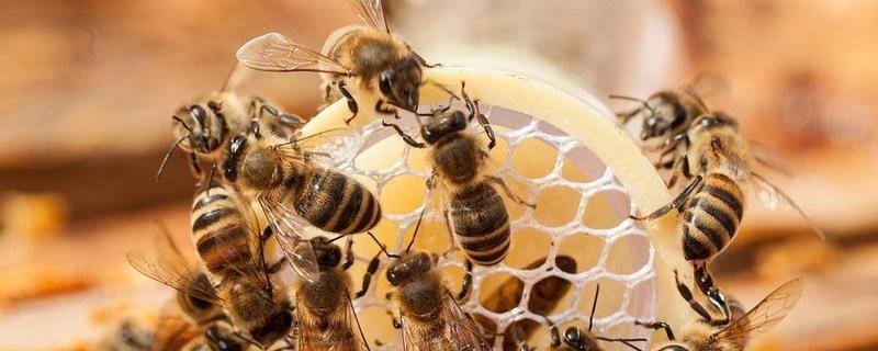 怎样鉴别蜂王的好坏，附其分蜂特性 怎样从蜂中分辨蜂王