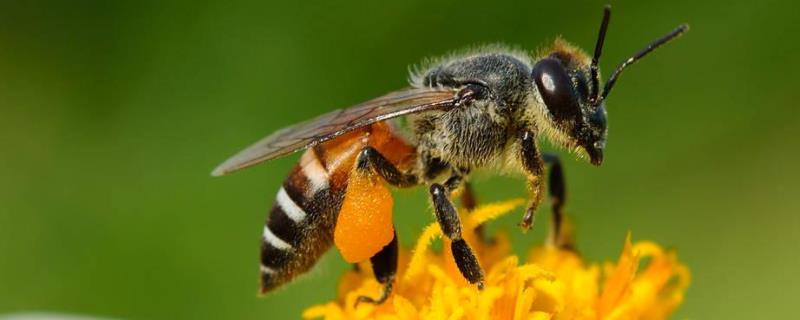 如何控制蜜蜂不分蜂维持强群（怎样控制蜂群不分群）