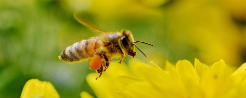 夏季怎么让蜜蜂不断子，附具体方法 夏天找蜜蜂技巧