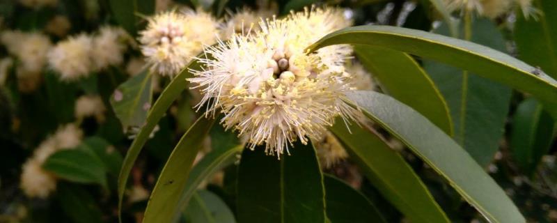 野桂花什么时候开花，附地理分布 桂花在什么季节生长开花