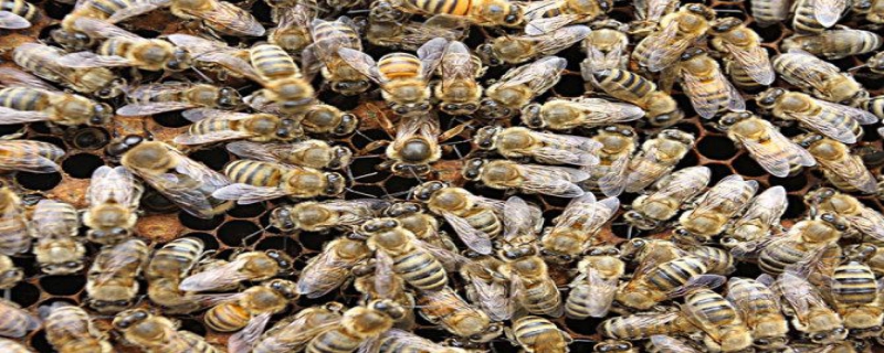 冬天蜂王产卵怎么处理 蜂王在工蜂产卵怎么处理