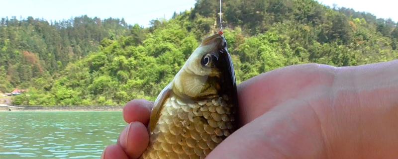 夏季野钓鲫鱼调几目最合适 野钓鲫鱼调几目最好