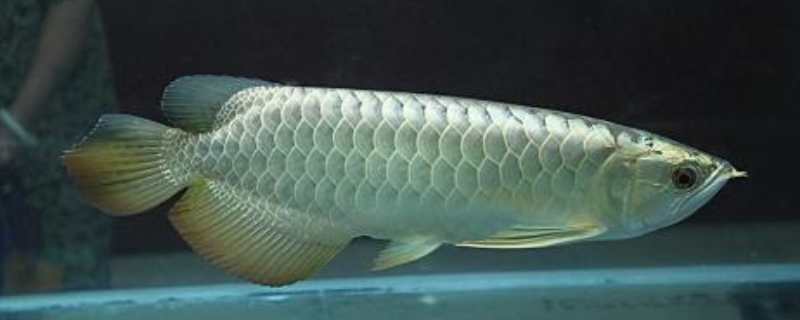 银龙鱼怎么分公母 银龙鱼怎么分公母银龙鱼公鱼长什么样