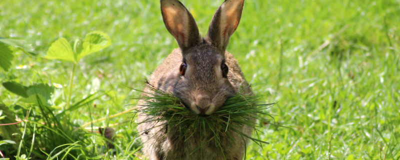 野兔和家兔有什么区别 野兔和家兔有什么区别视频