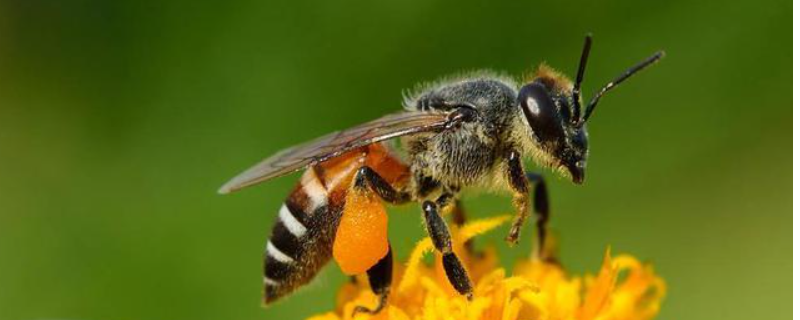 黑小蜜蜂能人工养殖吗，附生活习性（黑大蜜蜂可以养吗）