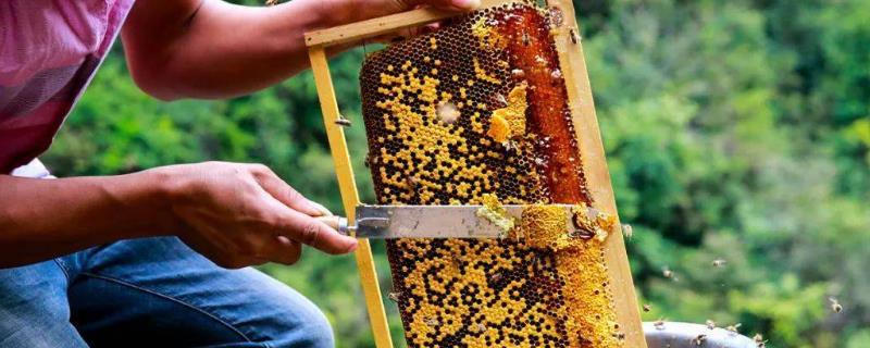 割蜜如何防止蜂王出逃，附具体办法 如何取蜜蜂窝里的蜂蜜保证蜂王不逃