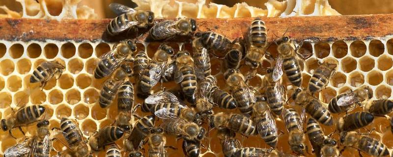 蜜蜂夏季怎么快速繁殖，附详细介绍 蜜蜂夏季繁殖技术