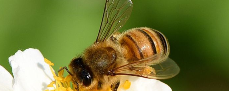 养蜂四季口诀是什么，详细如下 养蜂四季口诀查看蜜蜂图片