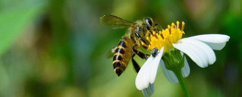 中蜂怎样秋繁快速繁蜂，详细介绍（中蜂如何秋繁）