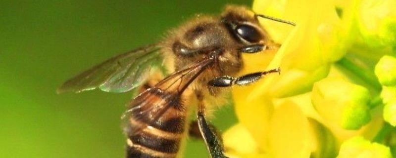 蜜蜂失王了几天飞走 蜜蜂失王了会跑吗?