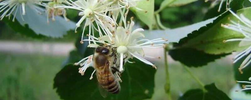椴树蜜属于几等蜂蜜，附质量论述（椴树蜜是蜂蜜中佳品）
