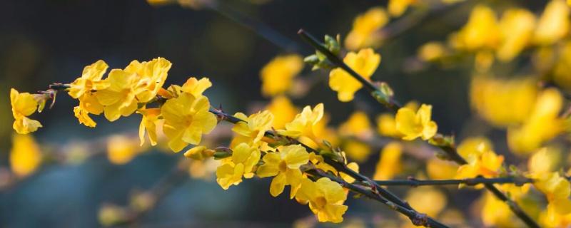 迎春花特点是什么，附迎春花的花期和繁殖方法