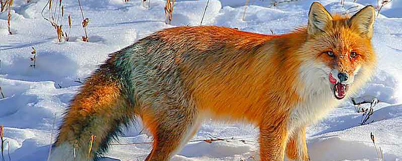 大兴安岭红狐是保护动物吗（大兴安岭狍子是几级保护动物）