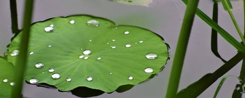 常见的水生植物有哪些 常见的水生植物有哪些三种