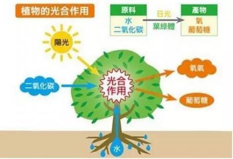 绿色植物光合作用是什么 绿色植物光合作用是什么意思