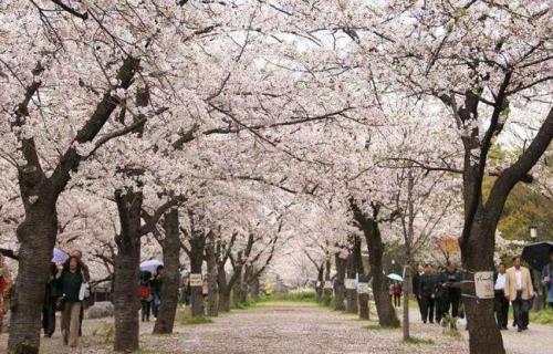 染井吉野樱花的赞语 日本樱花染井吉野图片