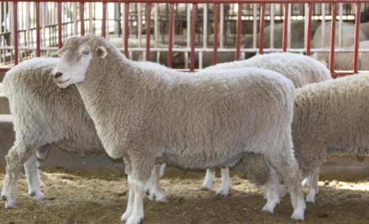 澳洲白羊特点有哪些 澳洲白羊的缺点与优点介绍