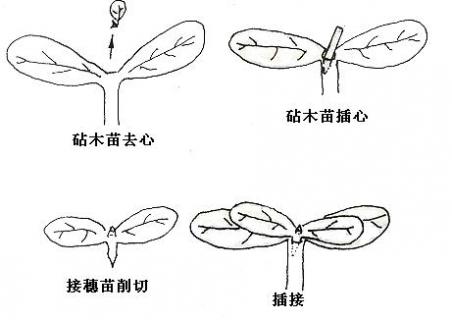 苹果树能嫁接木瓜海棠吗（苹果树可以嫁接海棠果吗）