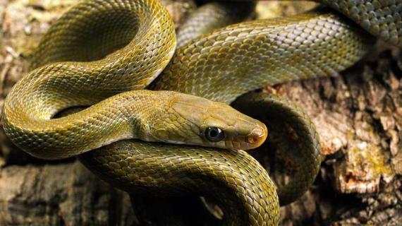 蛇毒怎么解 绿色地狱蛇毒怎么解